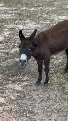 Nakey #montethesingingdonkey had some BIG feels about warm mash this am. 🤣 #emptybowlblues #PetSmartMadeMeBuyIt #yardgoblin #texas #farmyardopera 