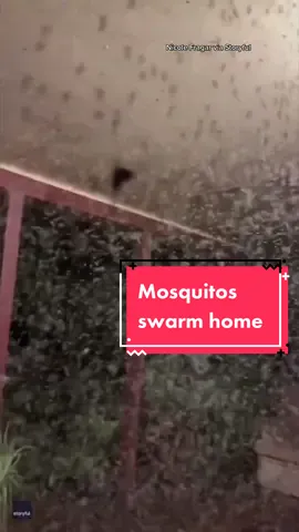 A cloud-like swarm of mosquitos took over a porch in New South Wales, #Australia amid flooding and heavy rainfall. #newsouthwales #mosquitos #bugs 