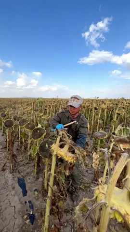 In the sea of ​​sunflowers in the past, the sunflower seeds have been harvested, and the harvesting has begun, with a strong sense of rhythm. Busy farming and autumn harvest