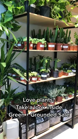 🪴 Love plants? We take a look inside Green + Grounded in Stanley Square, Sale…  #SaleTown #SaleM33 #M33Sale #M33 #LifeinSale #plantsoftiktok #plants #plantlover #plantshop #plantshopping 