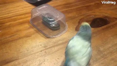 This playful parakeet got a little too hyped...😅🦜🌟 #viralhog #pets #parakeet #excited