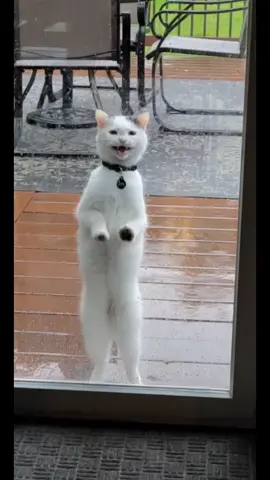 When you cry to go out in the rain and have immediate regrets #cat #catsoftiktok #catlover #PetsOfTikTok #kitten #kittens #letmein #funny #funnycat #funnycats #funnycatsoftiktok 