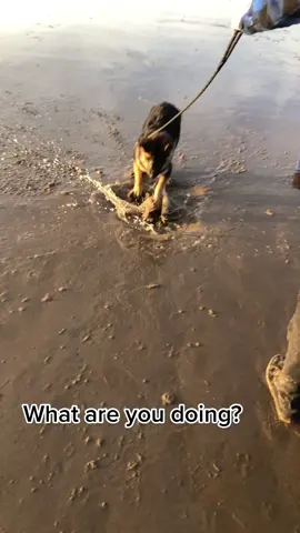 He loves digging up the beach 😂 #dog #dogsoftiktok #puppy #puppylove #puppytiktok #germanshepherd #germansheperdpuppy #germanshepherdsoftiktok #gsd #gsdpuppy #gsdoftiktok #gsdlove #fy #fyp #fypシ #funnyvideos #dogvid #beach #digging 