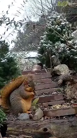 Squirrel bulks up on peanuts as winter weather sweeps parts of America. #weather #america #animals #squirrel #cute #fyp #foryou #trending #viral