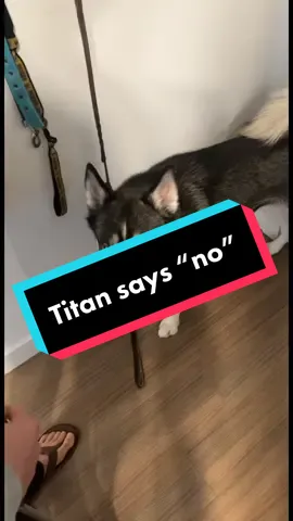 The way he actually says “no” 🥲 #PetSmartMadeMeBuyIt #hockey #dogsoftiktok #huskies #fyp #talkingdog 