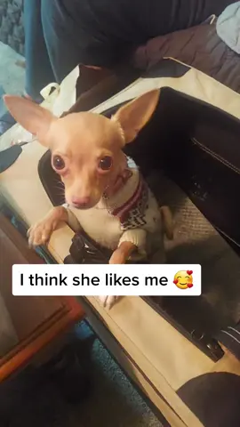 I think she likes me 🥰 #chihuahuapuppy #lifewithdogs🐕🐶❤️ #puppyexpressions #stayathomedogmom #chihuahuamoms @wynstan_izabella 