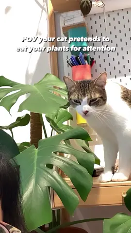 You have my full attention, sir 🫡 #plantproblem #catproblems #jungleboy