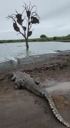 Here's the not so death Crocodile🐊🐊🐊 we could smell him and thought he's gone. We stopped to take photos of him and the next moment he came to life again... #crocodilo #crocodile #krokkedil #lowersabie #sunsetdam #gamedrive #safari #southafrica #krugernationalpark #wildlife 