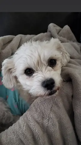Cutie patootie 🥰🥰🥰#dogsoftiktok #dog #doglover #puppytiktok #fyp 