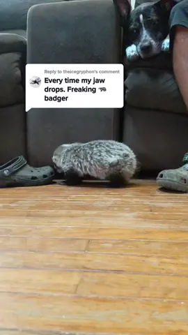 Replying to @theicegryphon  But also Baby Vlad was the cutest #AmazonSavingSpree #fyp #petsmart #playtime #Vlad #northamericanbadger #fypage #badger #badgertok #foryoupage 