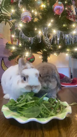 kimchi and kyoto wanted to do a mukbang #bunny #rabbitsoftiktok #cuteanimals #mukbang #bunnies #bunniesoftiktok 