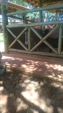 Parque Brunholi - Mini Fazenda  Cabra Judite