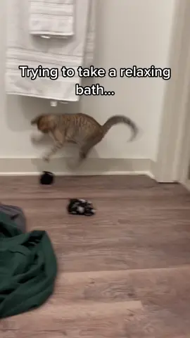 Just wait for it. #greenscreenvideo #kitten #meow #cat #cats #kittens 