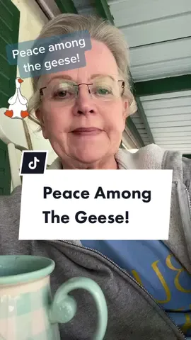 Peace among the geese! Thus is a drama free zone! #AmazonSavingSpree #fyp #foryoupage #tiktok #drama #geese #peace 