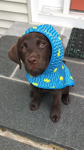Rainy day☔️🦆 #labrador #cutepuppy #rain #dog #puppylove 