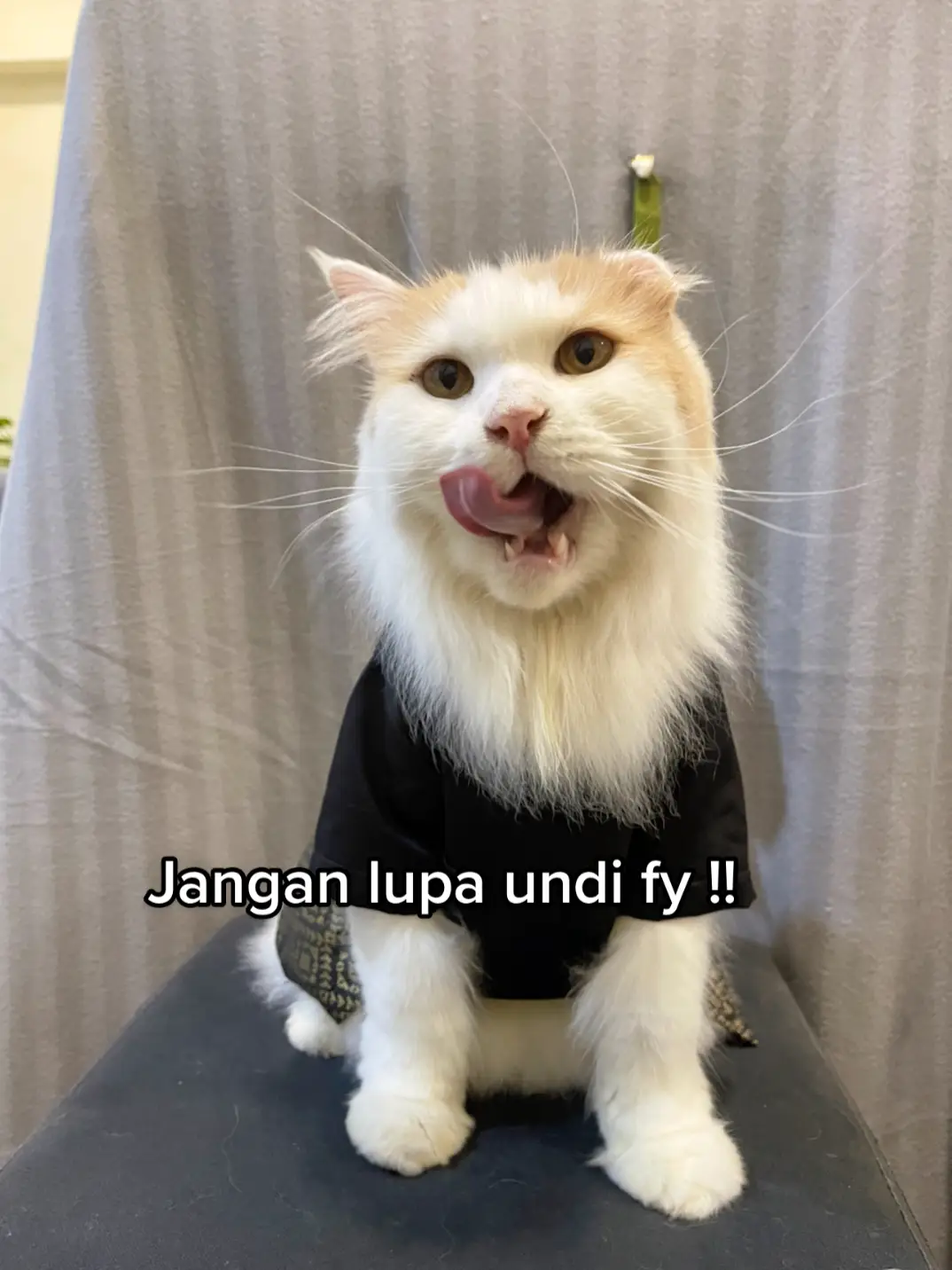 Undi lah fy ! Miaw dahulu baru kamu ! 