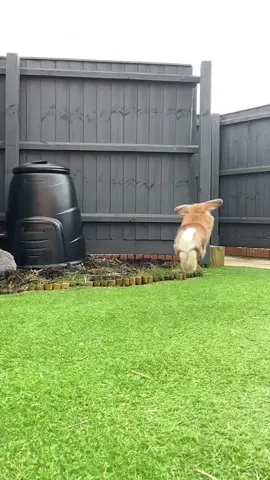 Something about slow mo bunnies that’s so mesmerising #rabbitsoftiktok #bunniesoftiktok #housebunny #bunnybinky #fyp 