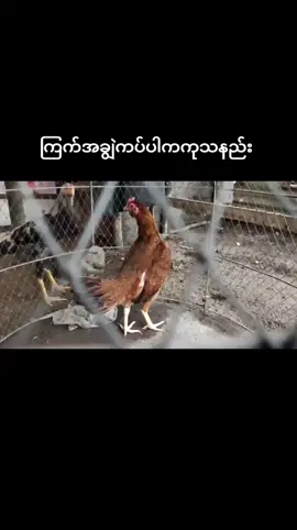 ကြက်အချွဲကပ်ပါကကုသနည်း #ရောက်ချင်တဲ့နေရာရောက်👌 #တိုက်ကြက်ဝါသနာ #ကြက်မွေးမြူရေး #ကြက်သမားလေးပါ😍😛 #