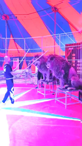 #tiktok #circus #lion#standup 