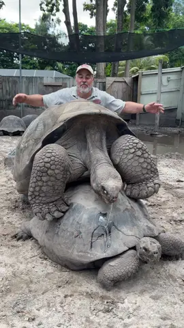 Bernie’s is an Endangered Galapagos island tortoise his plan is to fix that asap 😂#f#funnye#endangeredspecies#ga#galapagostortoise