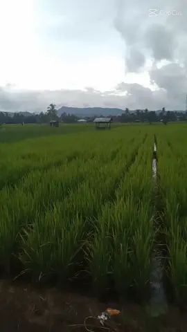Angon bocah😀