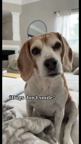 The prettiest smile 🥹🫶🏼 #dogsdontsmile #beaglesoftiktok #dogssmiling #AEHolidayCard #AmazonSavingSpree 