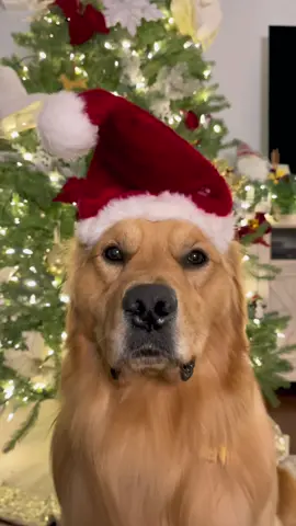 I just don’t know how I feel about this hat… #fyp #foryoupage #dogsoftiktok