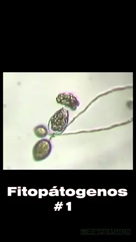 Phytophthora Infestans   #agronomia #estudiante #fitopatologia #biology  #universidad #jitomate