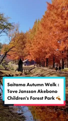 Tove Jansson Akebono Children's Forest Park is a park that is a recreation of Moomin's world (a famous cartoon originating from Finland), in Hanno, Saitama #トーベ・ヤンソンあけぼの子どもの森公園 #metasequoia #autumninjapan #autumn #saitama #埼玉 #japan #japantravel #japanlife #lifeinjapan #livinginjapan #fyp #fypシ #fyppシ #fypage 