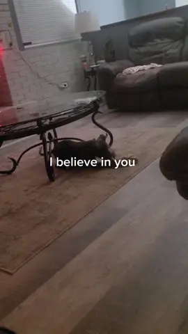 #totheforager #tomrosenthal #tomrosenthalmusic #puppiesoftiktok #bullypitbull #believe #allalone #dogsoftiktok 