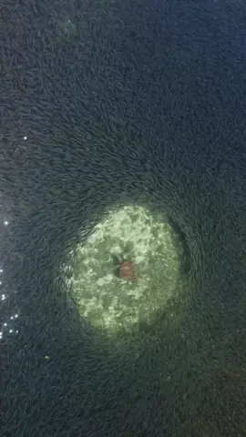 When they say there's plenty of fish.... A massive bait ball seen around Frankland Islands 🫢 📸 Gabriel Guzman and MasterReefGuides#oceanlife#ausgeo