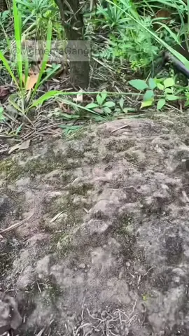 Planting 1000 trees