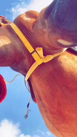 #سباق #fyp #cheval #تفاعلكم_لايك_متابعه_اكسبلوررررر #سباقات_الخيل #خيوووول #فروسيه_خيل #فرسان #فلسطين🇵🇸 #اليمن🇾🇪 