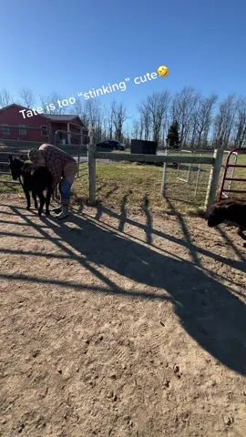 A little gas to get him on his way! #foryoupage #tate #onehappyassfarm #donkeys #farmlife #tate #toot #BetheReasonVisa 
