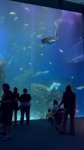 👋🏾 🧜🏽‍♀️ 😊  @wwmermaids  @finfolkproductions @mississippiaquarium #mertok #thelittlemermaidliveaction #hallebailey #hallebaileyismyariel #disney #representationmatters #blackgirlmagic #blackgirltiktok #freedive #swimmer #aqaurium #professionalmermaid #blackartist 