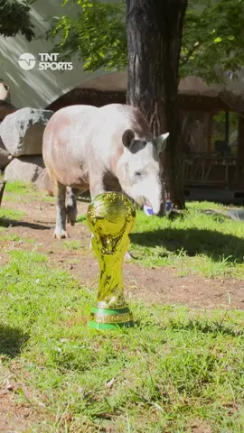 🤯🏆⚽ Una predicción sólo para valientes El tapir Manolo nuevamente hizo de las suyas en el Buin Zoo y se la jugó con el ganador del dueño entre Arabia Saudita y Argentina en #Qatar2022  ¿Te la jugarías cómo lo hizo Manolo? #UltimoMundialDeLasLeyendas #mundial #ArabiaSaudita #Argentina