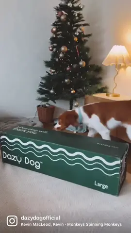 Christmas has come early for Herbie…Check out what’s in the box. #tiktokmademebuyit #dogsofchristmas #christmasdogsoftiktok #dogpresent #dogchristmas #dazydog #yoga #yogadog #bestdog #bestdogbed 