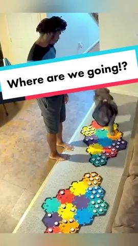This cross contamination is insane now, I don’t know where any toy is when he asks for it 😂  Affiliate link in bio! 💙  #talkingdog #fluentpet #coneofshame #puppy #hungerforwords #petbuttons #puppylove #dogoftheday #talkingpuppy #dogoftheday #dog 