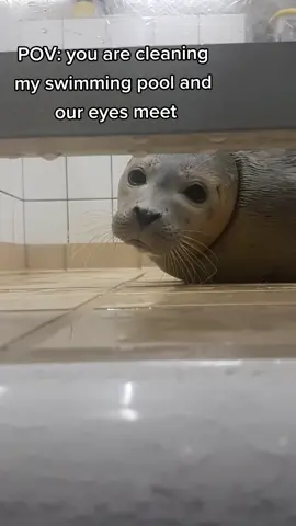 Seals are curious animals and sometimes they come to see what you are doing but they still might bite. This volunteer was safely behind the gate. #oureyesmeet #oureyesmet #sealsoftiktok #seals #animals  #zeehondencentrumpieterburen 