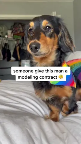 #greenscreen #greenscreenvideo please #dachshund 