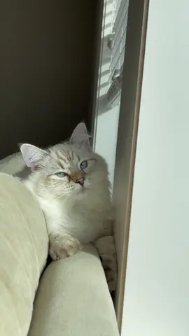 so beautiful #catsoftiktok #cat #kitten #blueeyes #foryou #pretty #siberiancat #floofy #PetsOfTikTok 