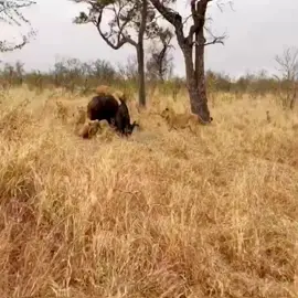 😮#wildanimals #lion #buffalo #animals 