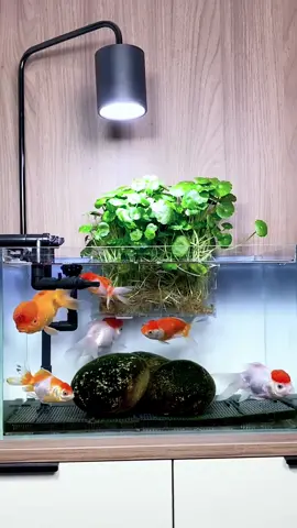 Keep fish and plant together in fish tank #aquarium #fish #fishtank #plants #aquaponics #aquaman #homedecor #petlife #homelife #aquariumhobby #aquariumlife #fishlover #grass #plantedaquarium #planttiktok #fyp