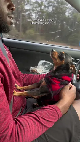 #dogsoftiktok 