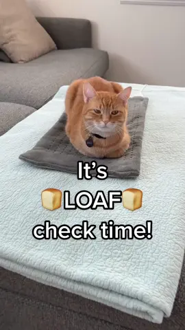 will this be our first 10/10 loaf? 