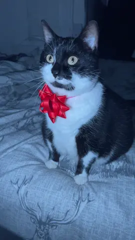 Cuteness overload 😻 #cat #cats #foryoupage #fyp #lyinginbedonmyown  #catlover #catlife #instagram #catlovers #kitten #instacat #kitty #pet #cute #Love #meow #welovecat #catoftheday #pets #kittens #fatty #animals #catlove #animal #cute at #world #fatcats #petsofinstagram #idontseeyournameonmyphone  #onlywhenimlyinginbedonmyown 