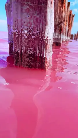 Is this the first time you've seen a pink sea?Good luck to all of you watching this video!    Hubble Island in the Bahamas#推荐 #粉海 #治愈系 #浪漫 #播放量 #tiktokindia ##PetsOfTikTok#视觉 #旅行日記