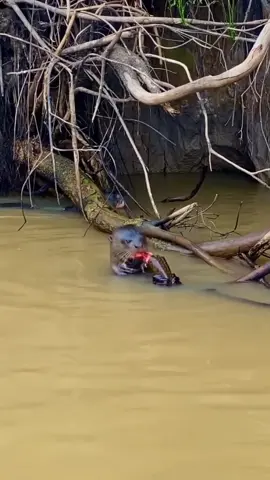 Sipaling ngenteke iwak sak kali kami manggilnya berang berang atau lisang. mempunyai kumpulan puluhan ekor bahkan lebih setiap klompok memiliki satu ketua. konon cerita sang ketua memiliki mustika lisang ianya akan keluar bersama kotorannya apa bila seseorang dapat memilikinya maka orang tsb pasti mudah mendapatkan ikan bersambung