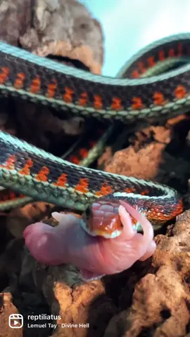 My beautiful girl Sylvanite enjoying an frozen thawed pinky mouse! Captive bred female Californian red-sided garter snake (Thamnophis sirtalis infernalis) 🐍! • #foryou #snake #animal #reptile #reptiliatus #pet #thamnophis #gartersnake #thamnophissirtalisinfernalis #tiktok #viral #science #LearnOnTikTok