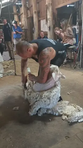 Practice day today for competition tomorrow.  #wool #shearing #sheep #sheepshearing #woolshed #trainingday 